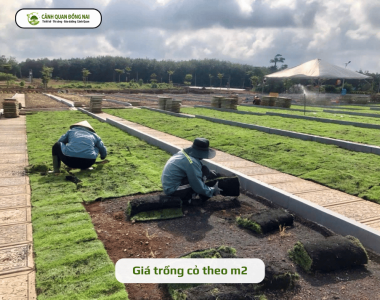 Giá trồng cỏ theo m2 – Báo giá chi tiết & Dịch vụ chuyên nghiệp
