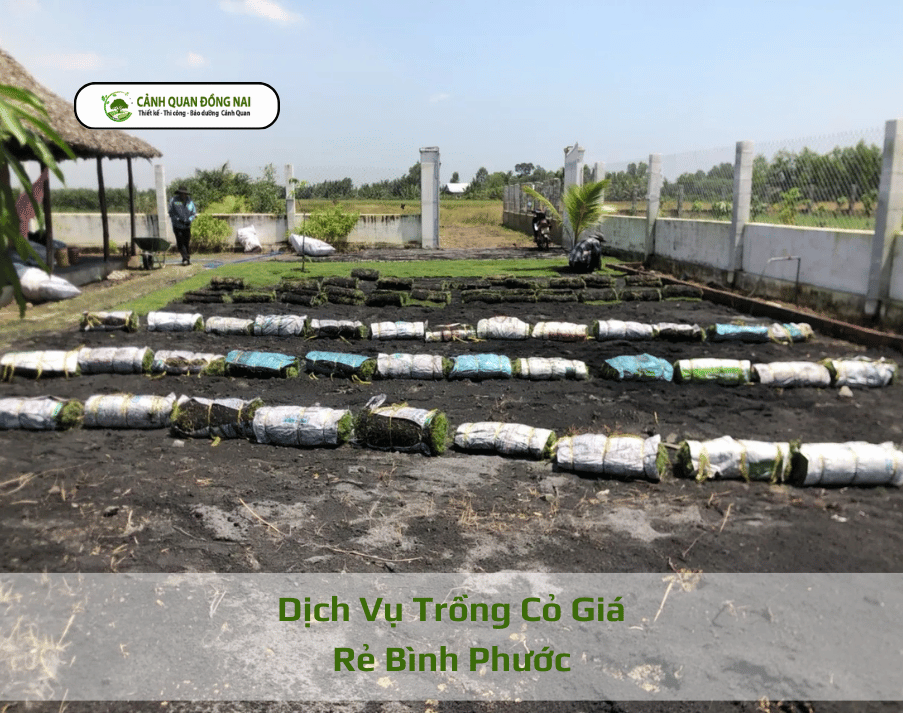 hinh anh dich-vu-trong-co-binh-phuoc 4