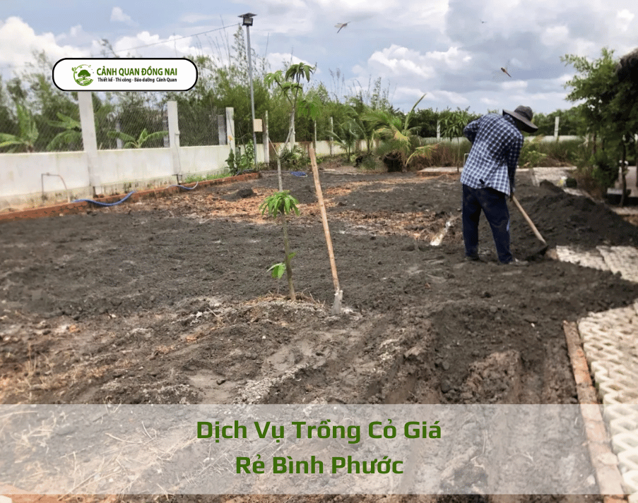 hinh anh dich-vu-trong-co-binh-phuoc