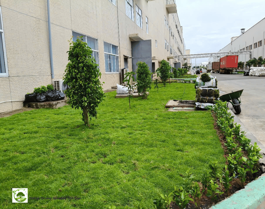 Thảm cỏ sân bãi, công viên nội bộ