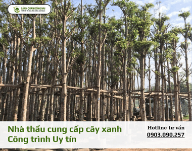 Nhà Thầu cung cấp cây xanh công trình