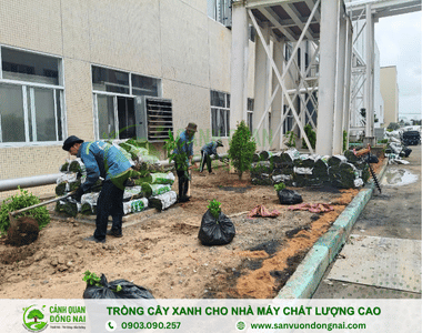Trồng cây xanh cho nhà máy chất lượng cao