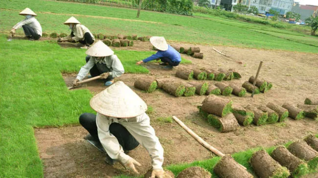 trong co khu nghi mat